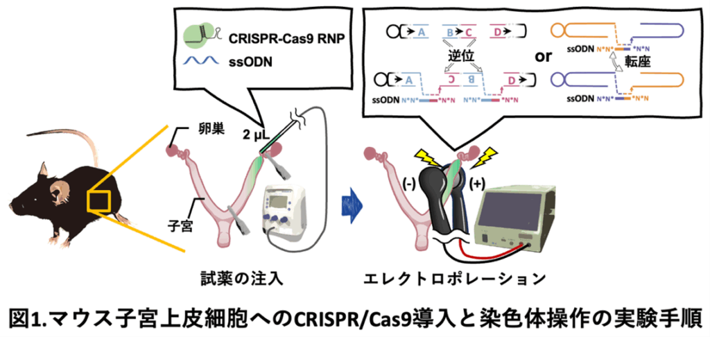 中部大学】ウイルスを使わずマウス体内で「巨大な染色体再編成」の誘導