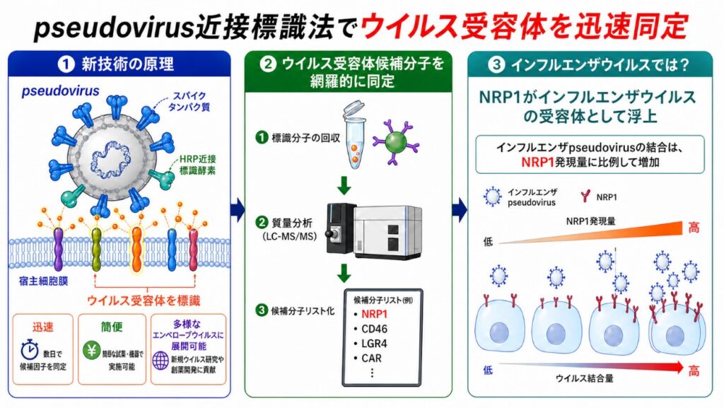 ウイルス受容体」の迅速解析法を開発 〜未知のパンデミックウイルスの