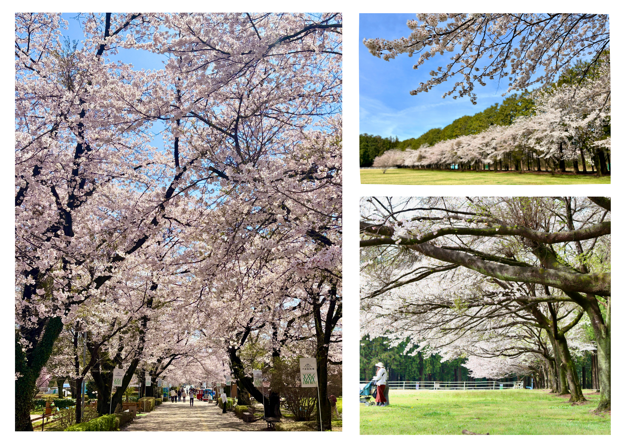 那須千本松牧場で桜×動物の祭典