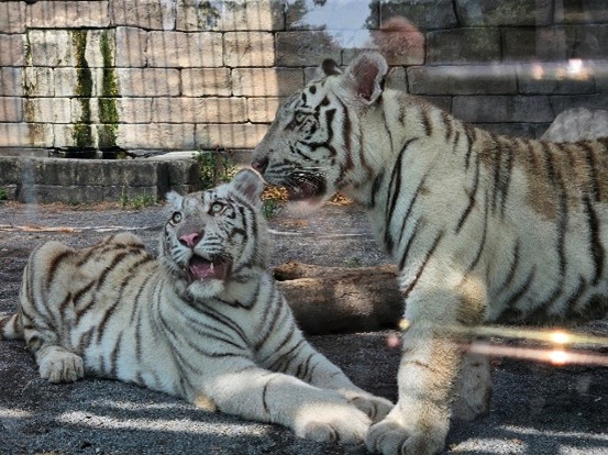 VR BASE TOKYO TOBU ZOO」に新規アトラクション「ウルトラセブンTHE
