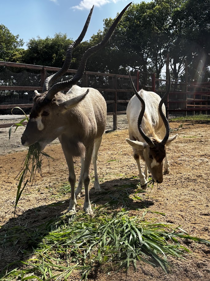 東武動物公園に希少な動物が仲間入りしました。22年ぶりにアダックスの