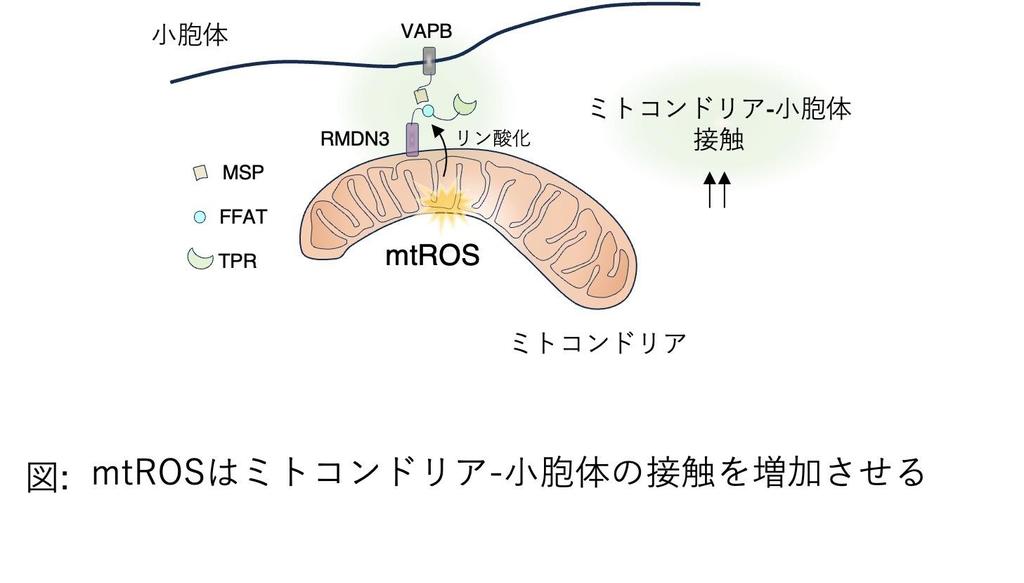 学習院大学】ミトコンドリアのストレス対策メカニズムを解明！細胞の