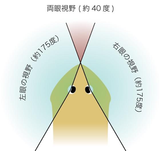 プレスリリース プラナリアが光から逃げるしくみを解明 学習院大学 Digital Pr Platform 毎日新聞