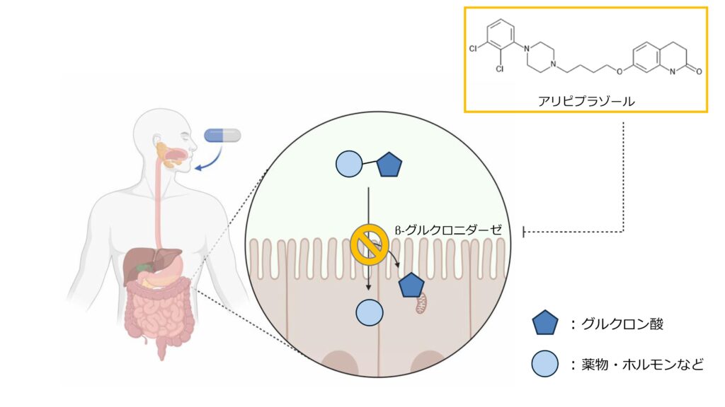 プレスリリース：［昭和医科大学］抗精神病薬が腸内細菌酵素の活性を