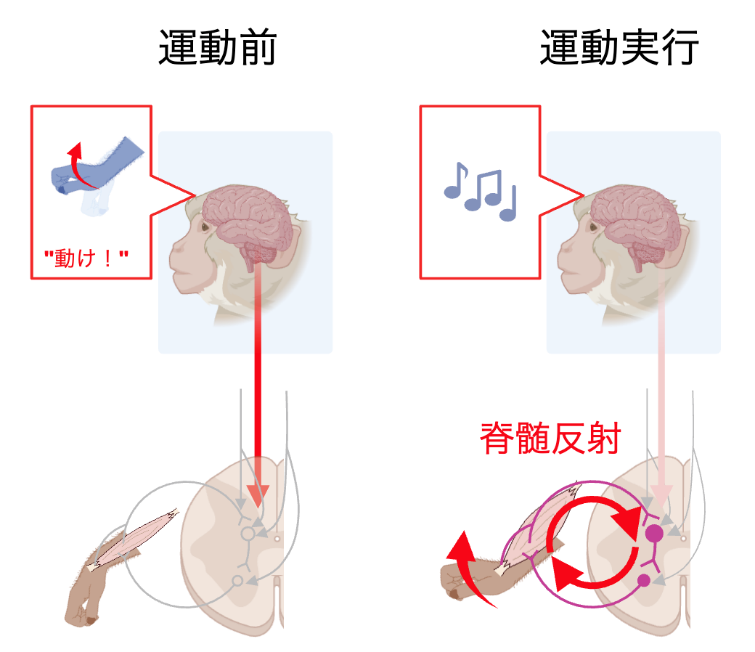 共同研究成果】「巧みな手の動き」の主役は脊髄だった ― 随意運動制御