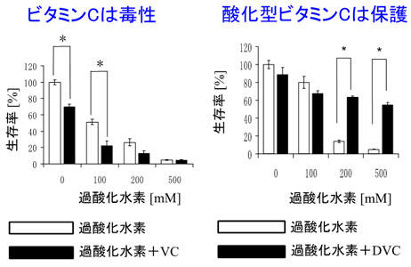 プレスリリース ビタミンcによるがん転移の抑制メカニズムに新発見 還元型と酸化型で生理作用に違い 東京工科大学応用生物学部 Digital Pr Platform 毎日新聞