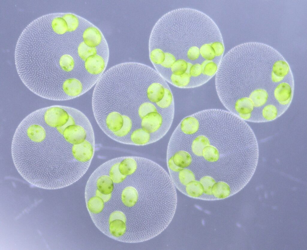 巨大な緑の球体の新種「ヒスイボルボックス」を日本国内3ヶ所から発見