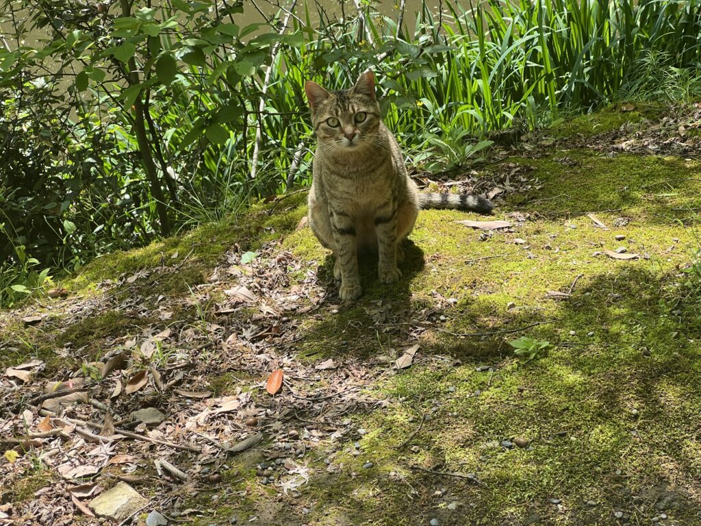 猫との共生を目指す学生たちのボランティア活動