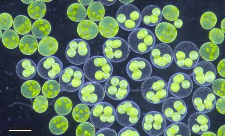 大阪工業大学】緑藻「サガミボルボックス」新種として正式記載 琵琶湖