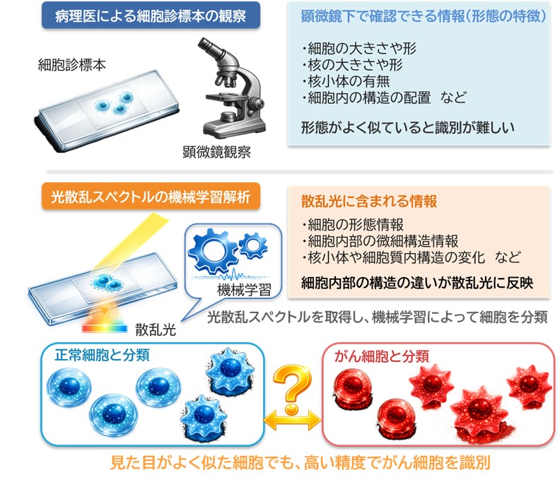 大阪工業大学】より高精度にがん細胞を見分ける原理を発見 ～がん細胞