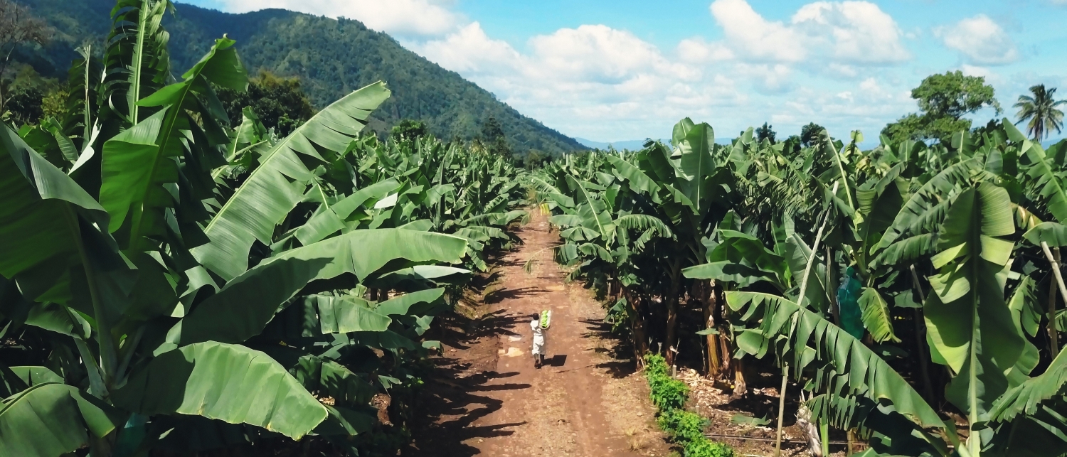 発売10周年 極撰バナナ の美味しさの秘密を美しい映像で訴求 ドール初のフィリピン農園空撮を取り入れた新cmを公開 Oricon News