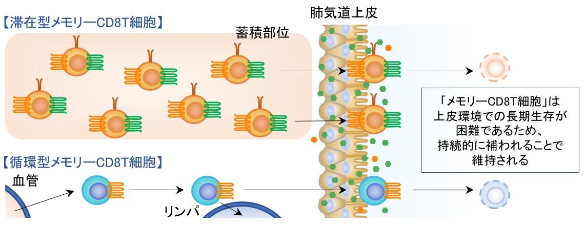 プレスリリース インフルエンザウイルス感染防御に有効な免疫システムを解明 新たなインフルエンザワクチンの開発に大きな期待 Digital Pr Platform 毎日新聞