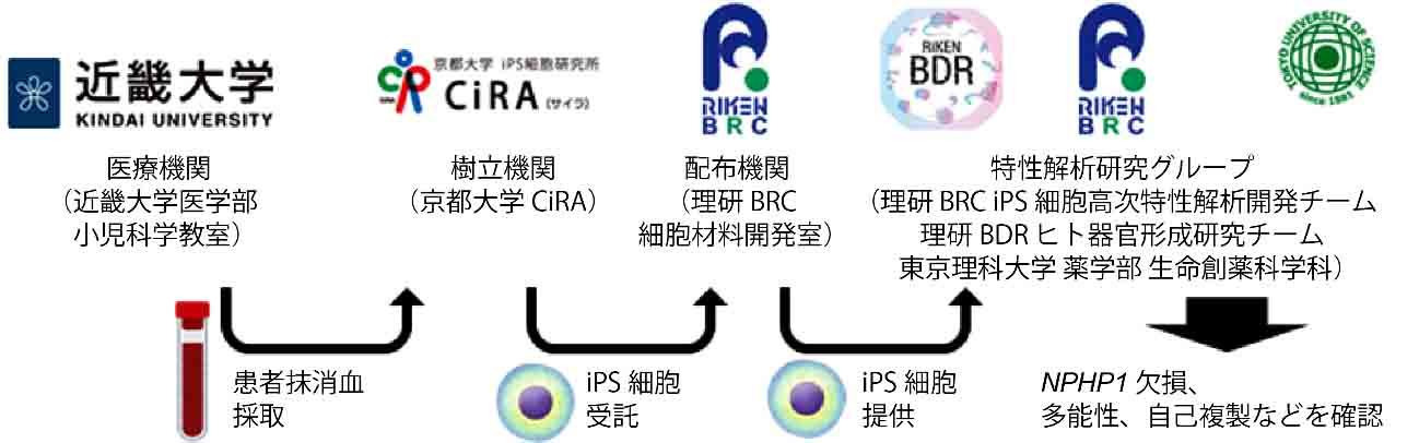 プレスリリース 遺伝性腎臓病のヒトips細胞を樹立 難病 若年性ネフロン癆 の発症機序解明と治療法開発に期待 Digital Pr Platform 毎日新聞