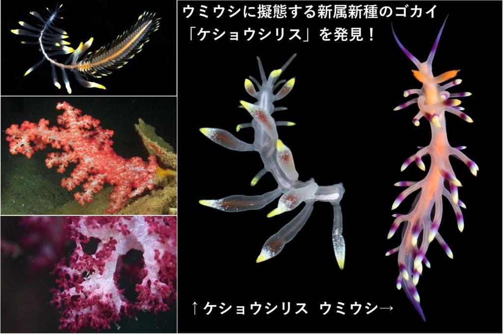 名古屋大学】ウミウシ？いいえ、ゴカイです 〜ウミウシに擬態する新属新種のゴカイを世界で初めて発見〜 | プレスリリース | 沖縄タイムス＋プラス