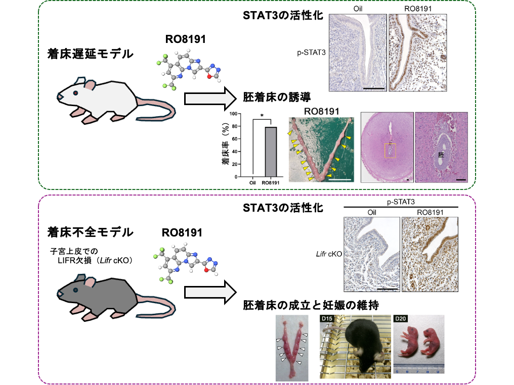 【麻布大学】受精卵（胚）の着床を誘導する効果的な化合物を発見～ヒトの不妊症や産業動物の低受胎への治療に貢献～