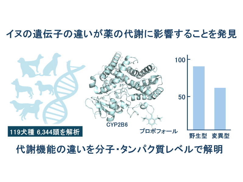 イヌの薬物代謝の個体差における原因の一端を解明－CYP2B6解析でヒトやイヌの安全な薬物治療の発展に貢献－