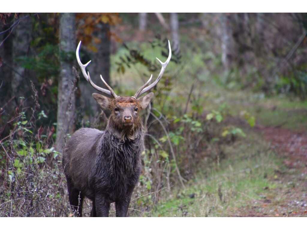 麻布大学、北里大学、日本獣医生命科学大学が獣医学・動物生命科学に