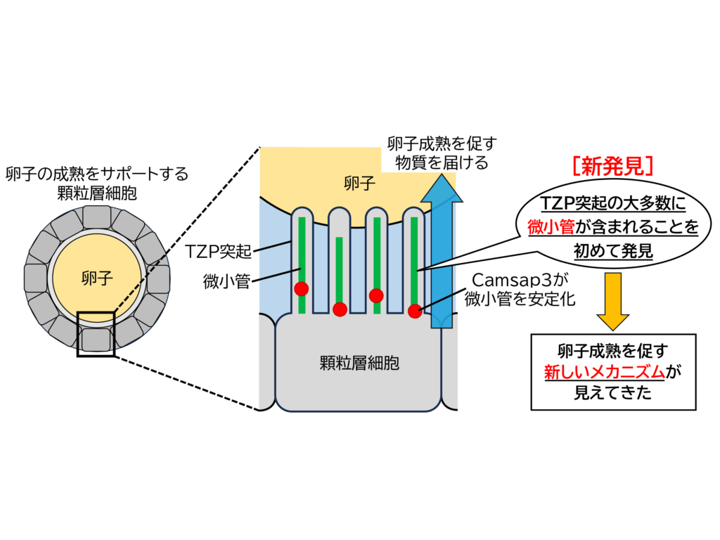 麻布大学