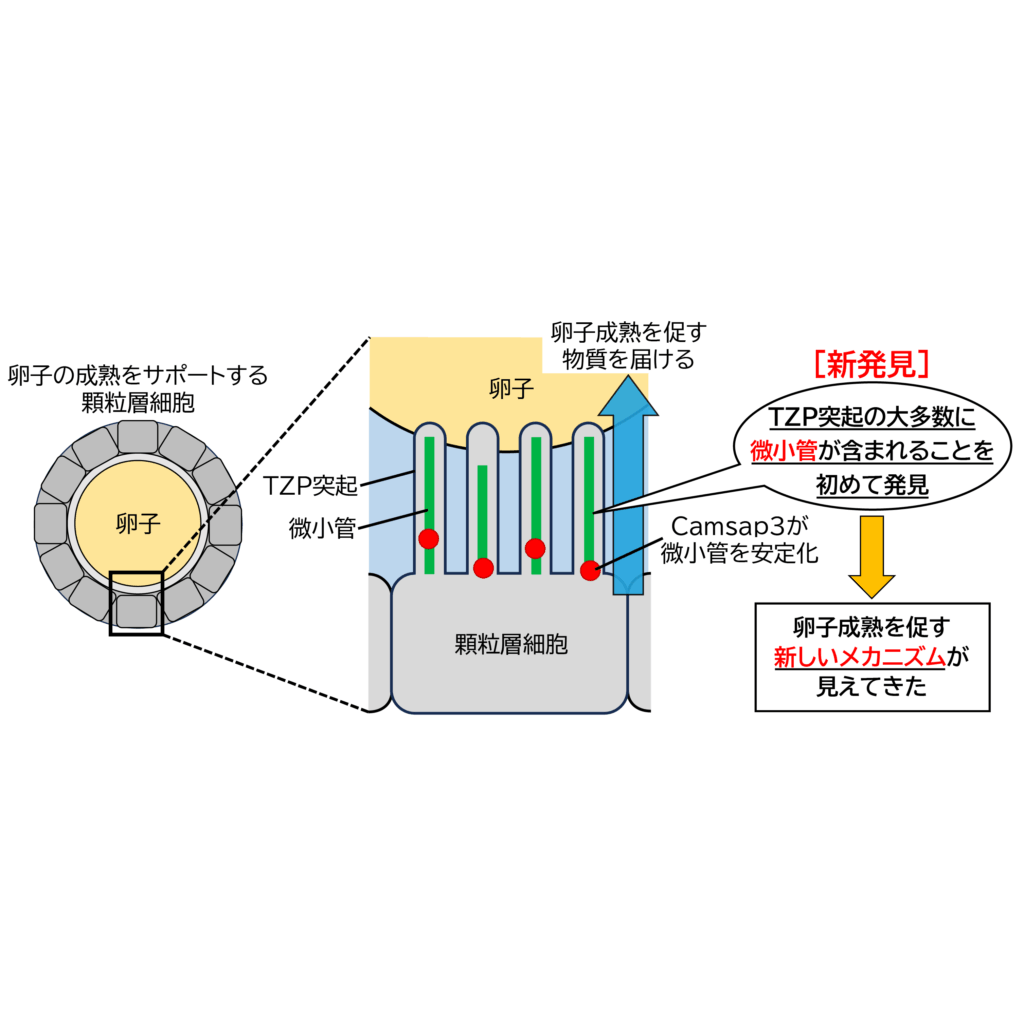 リリース