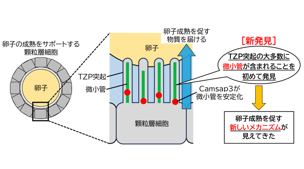 麻布大学