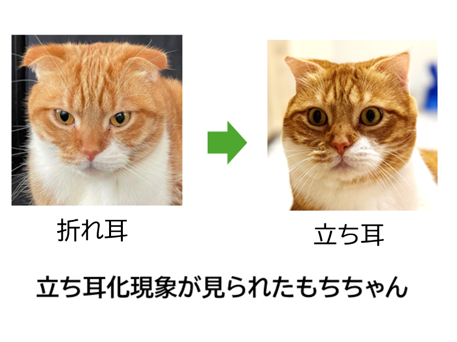 麻布大学、北里大学、日本獣医生命科学大学が獣医学・動物生命科学に