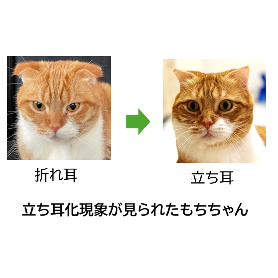 リリース