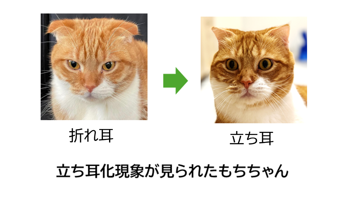 麻布大学