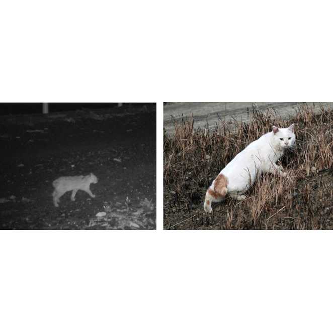 リリース