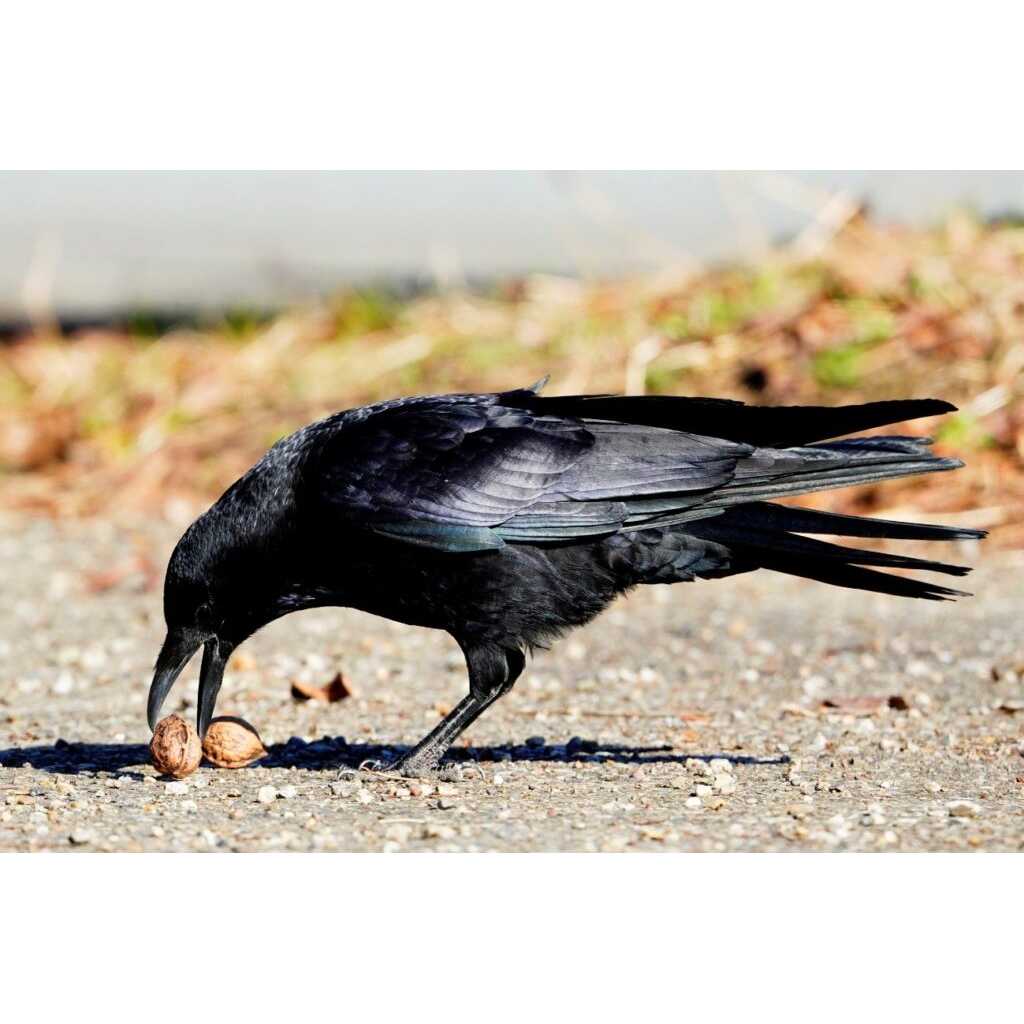 リリース