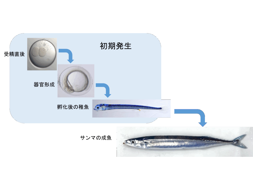 関西大学