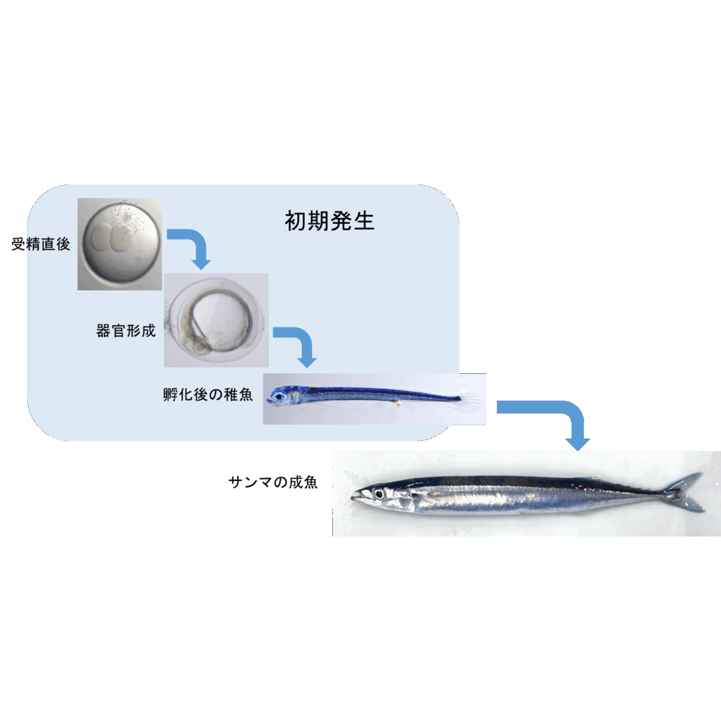 リリース