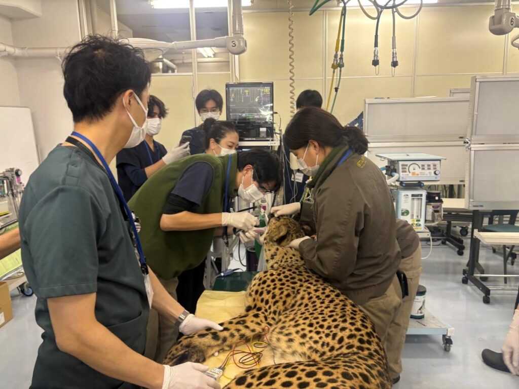 日本獣医生命科学大学
