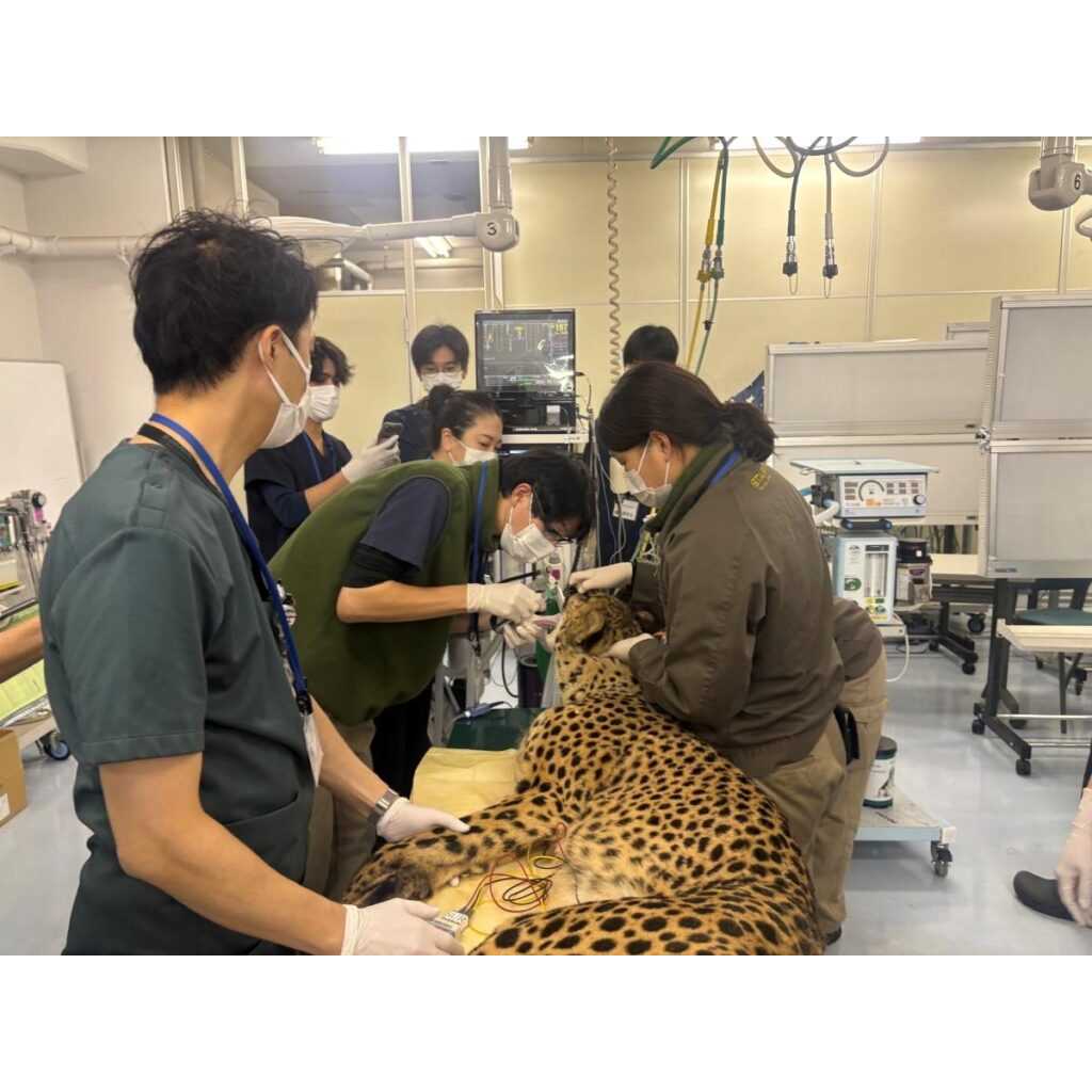 日本獣医生命科学大学