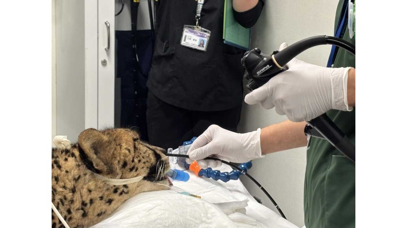 日本獣医生命科学大学