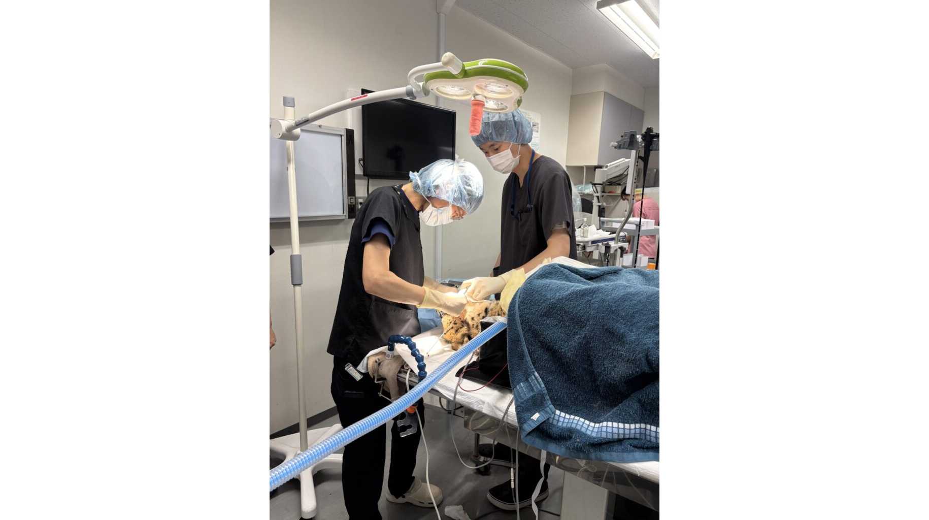 日本獣医生命科学大学