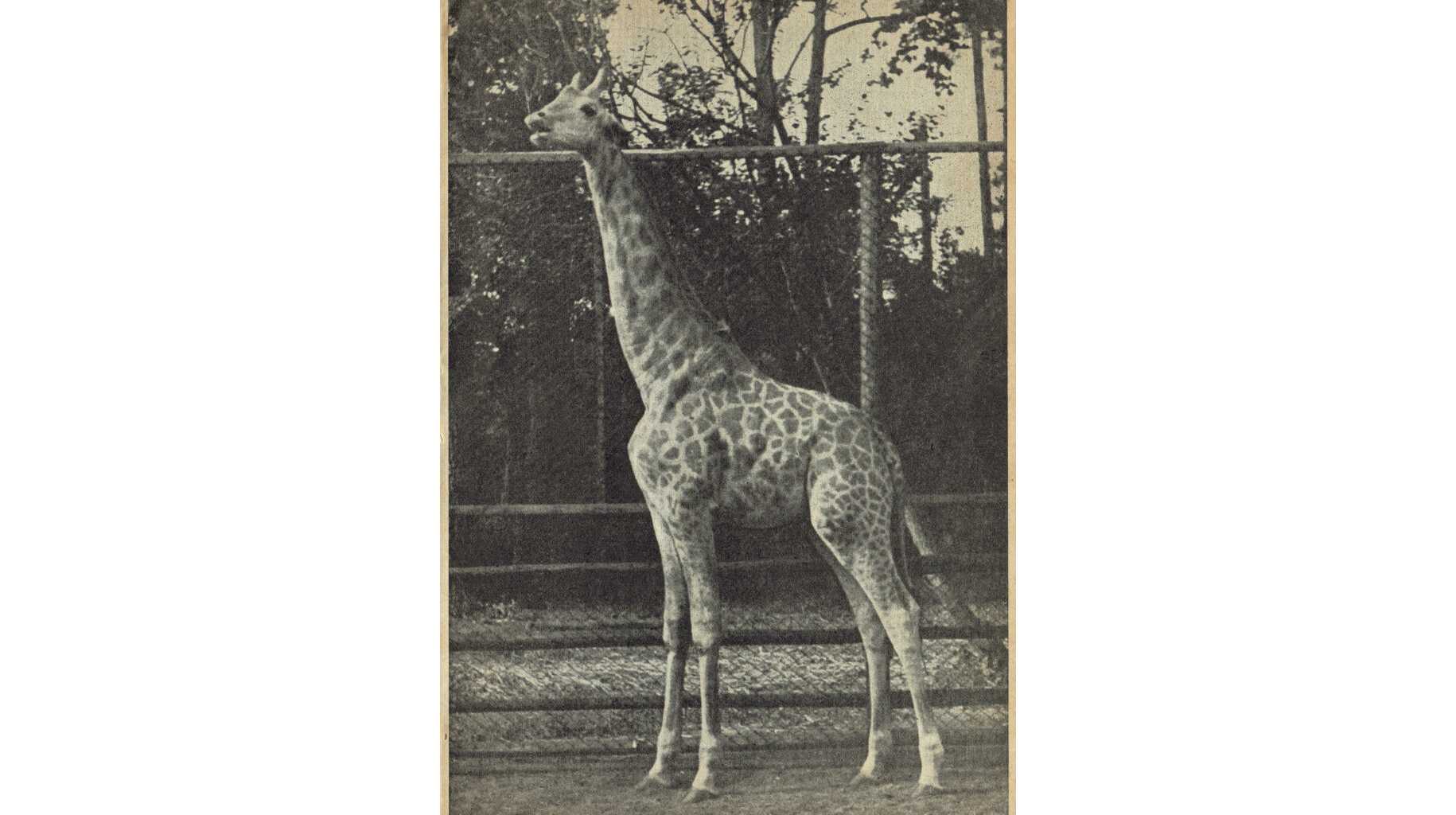 日本獣医生命科学大学