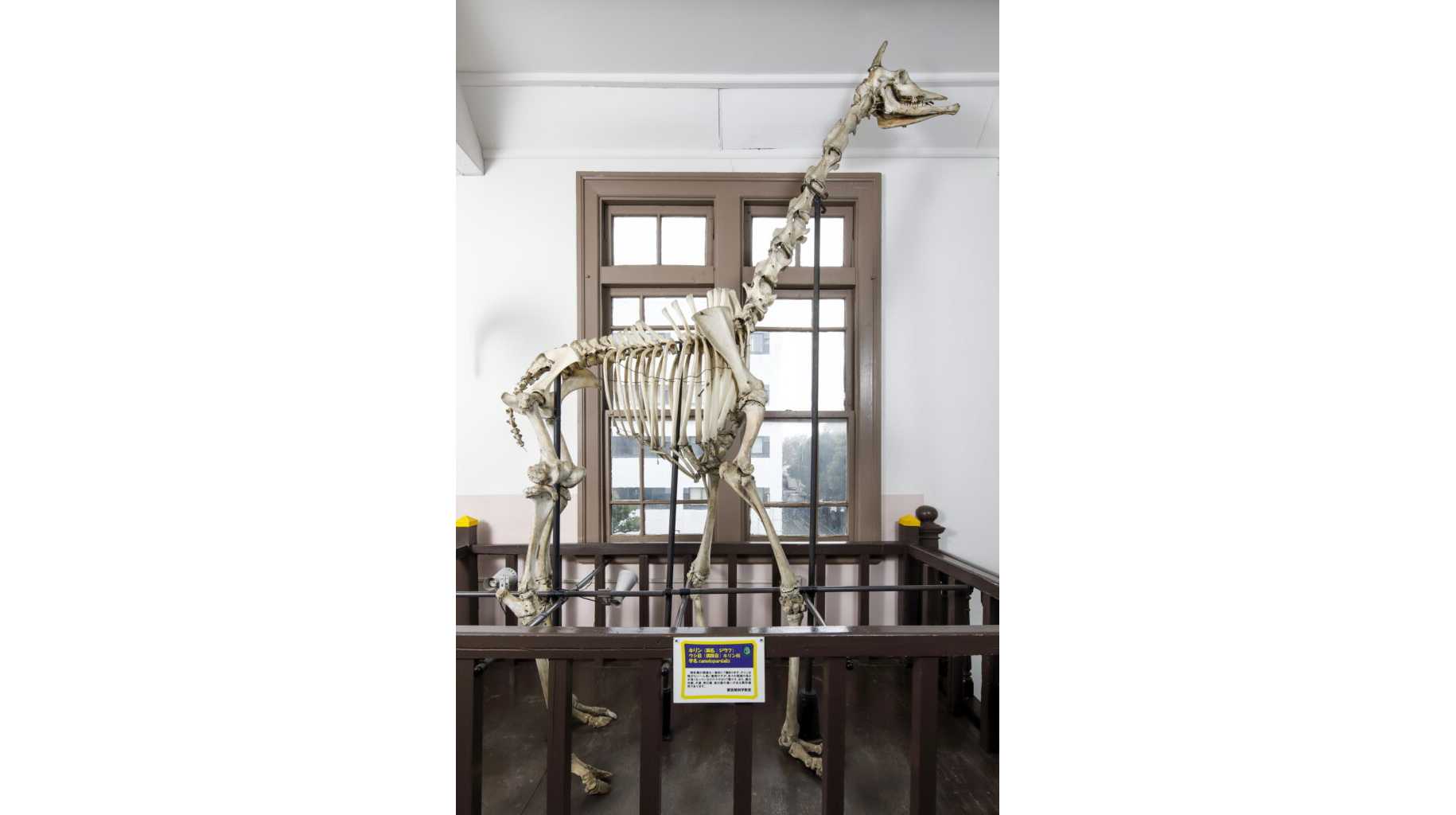 日本獣医生命科学大学