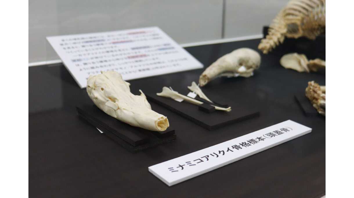 日本獣医生命科学大学