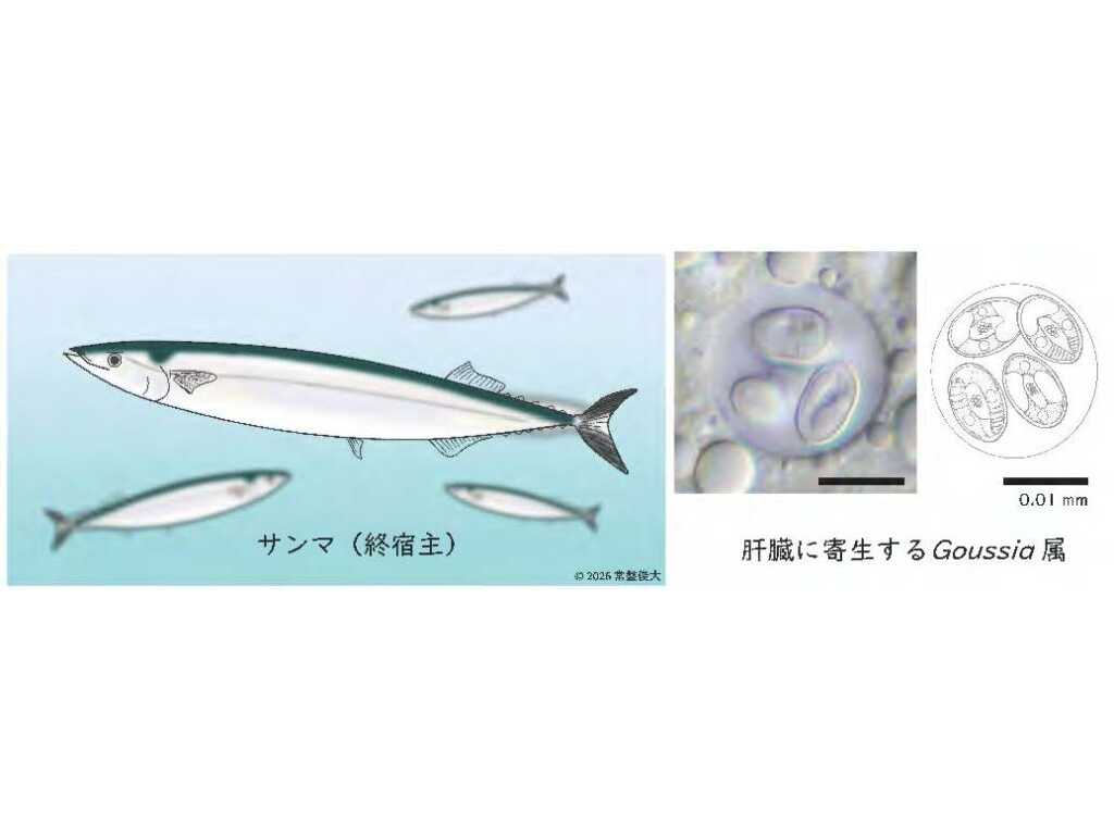 日本獣医生命科学大学