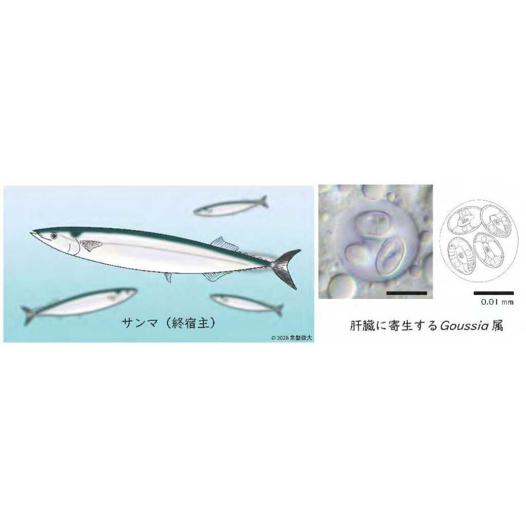 日本獣医生命科学大学