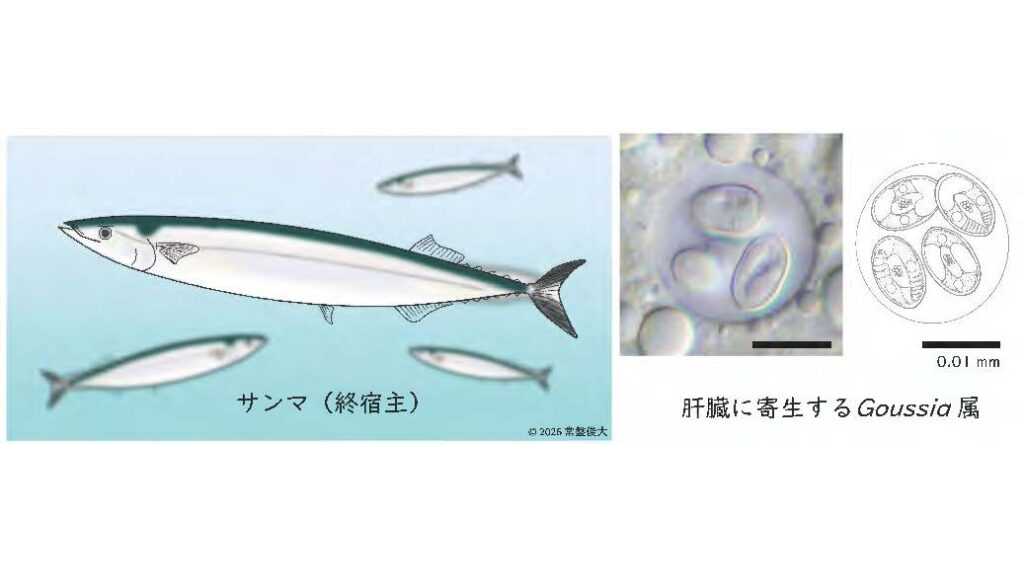 日本獣医生命科学大学