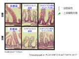 ビオフェルミン製薬株式会社