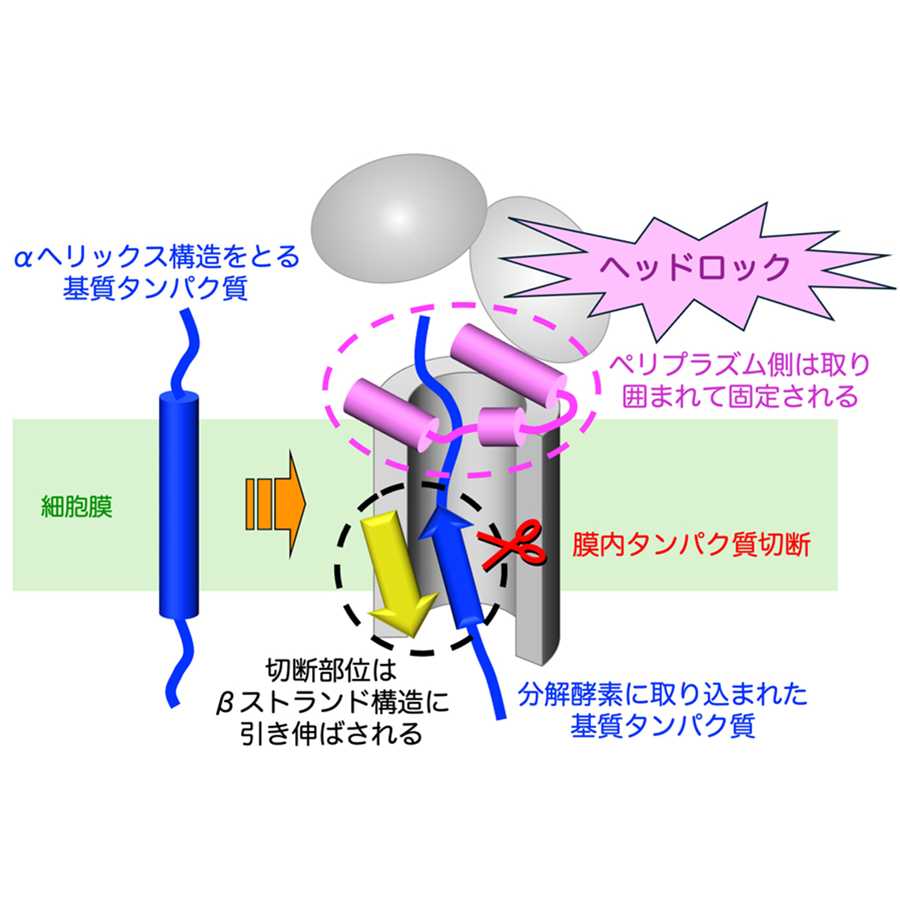 横浜市立大学