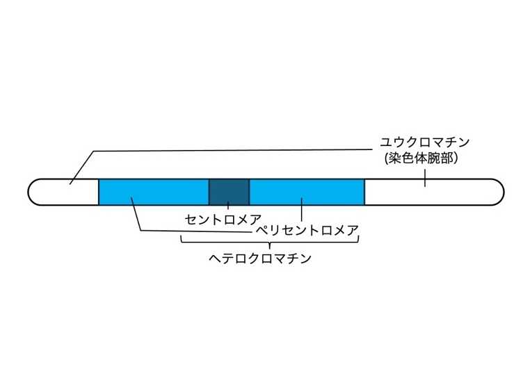 横浜市立大学