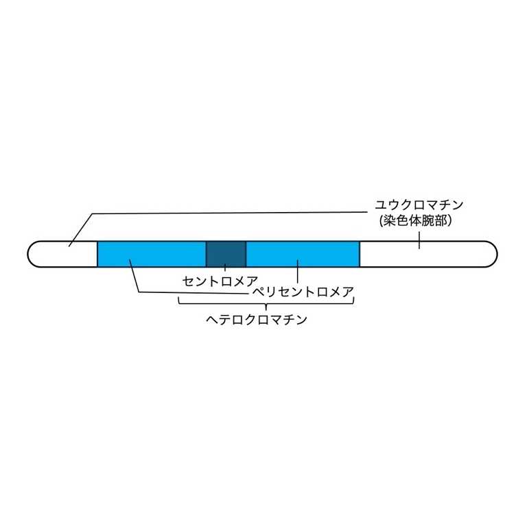 リリース