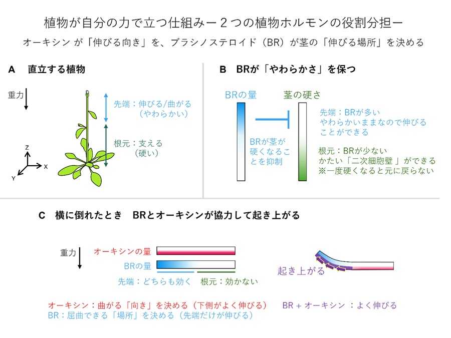 横浜市立大学