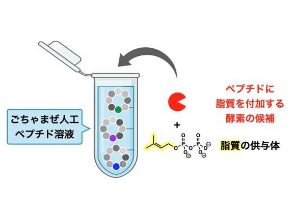 横浜市立大学