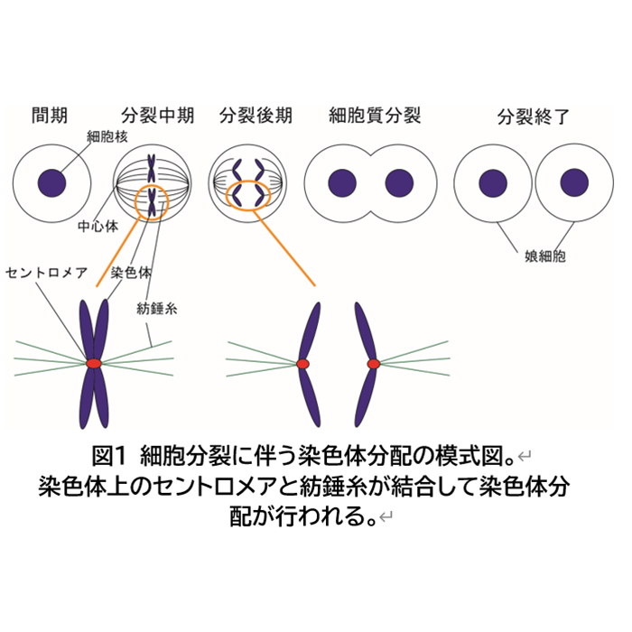 リリース