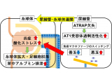 横浜市立大学