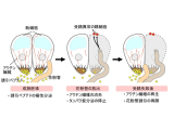 横浜市立大学